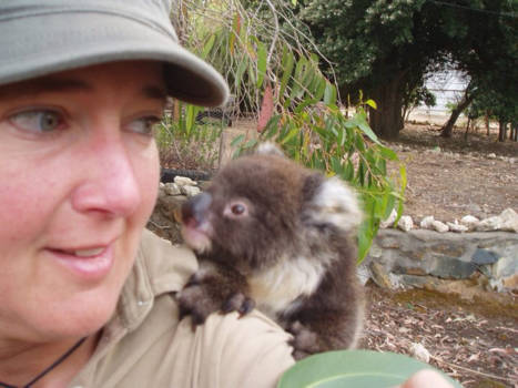 Kangaroo Island - Lala de koala