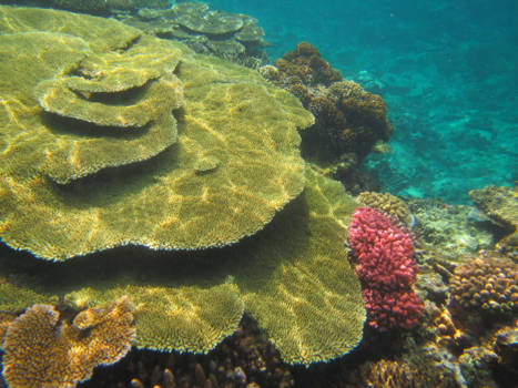 Yasawa Islands - Prachtig Fiji! Koraal!