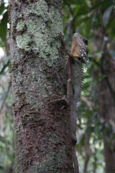 Daintree National Park - Schutkleur; foto gemaakt door Schut