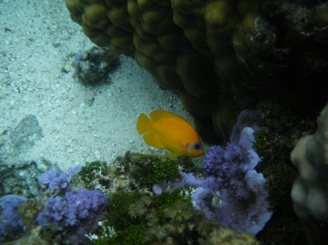 Bora Bora en de Society-archipel - Koraal en kleur !