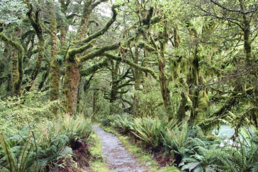 Fiordland National Park - Milford Sound - New Zealand