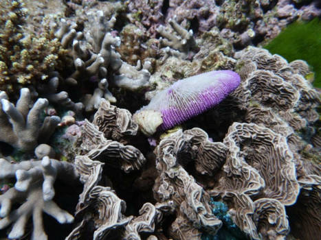 Great Barrier Reef - Onderwaterleven