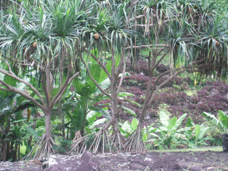 Tahiti - beautiful nature