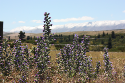 Queenstown - St Bathans, NZ