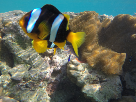 Port Vila en Efate - Het neefje van Nemo