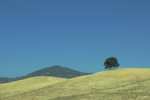 Tahiti - lonely tree