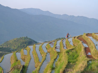 ANWB Vakantie - Rijst velden