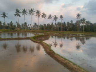 ANWB Vakantie - Plantage