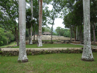 Djoser - De koffieplantage