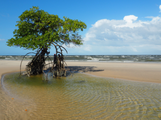 Djoser - Tropical island