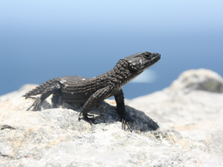 ANWB Vakantie - Hagedis kaap de goede hoop